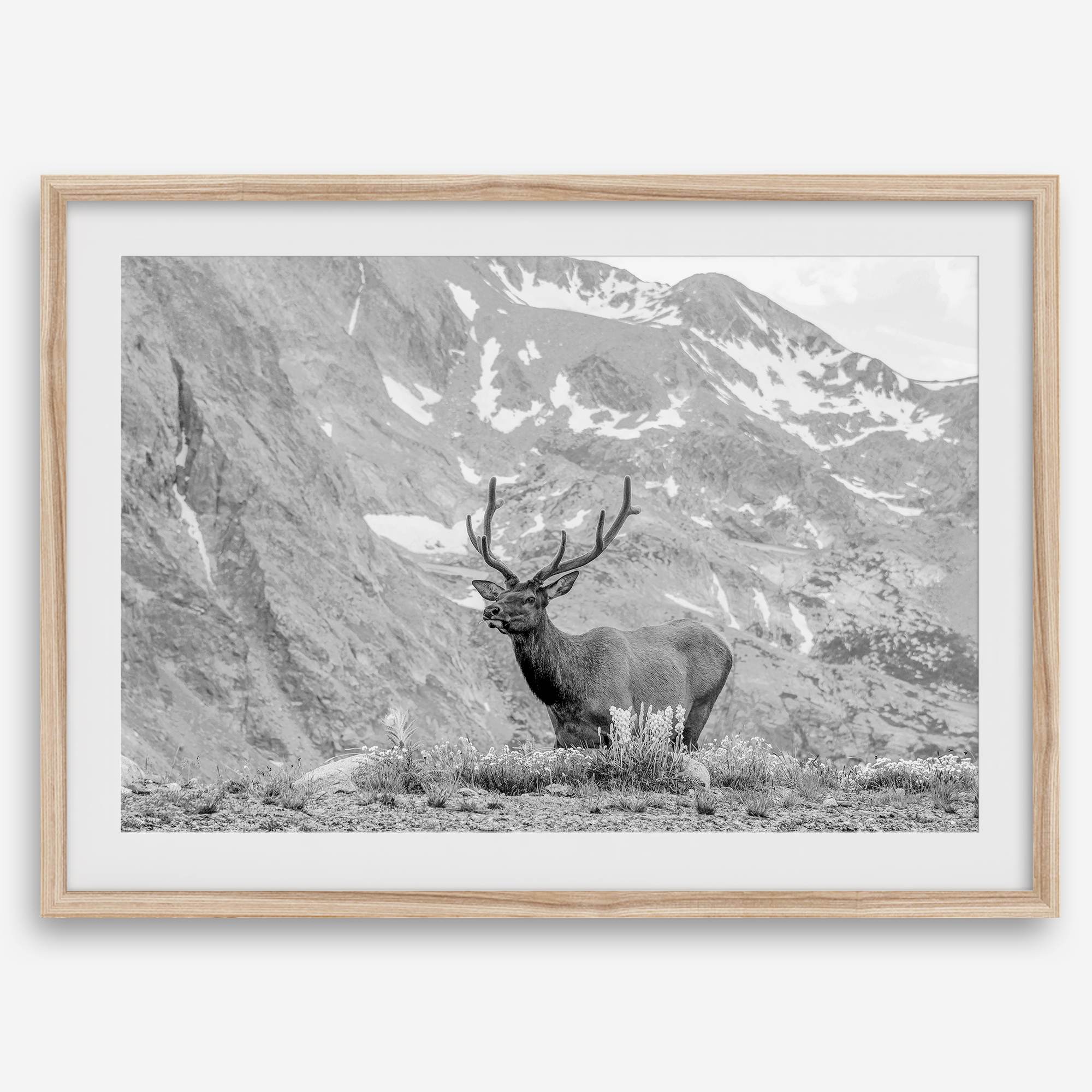 Capture the spirit of Rocky Mountain National Park with this black and white fine art Elk photo print. A majestic Elk stands on top of a bed of flowers with a snow-covered mountain behind it.