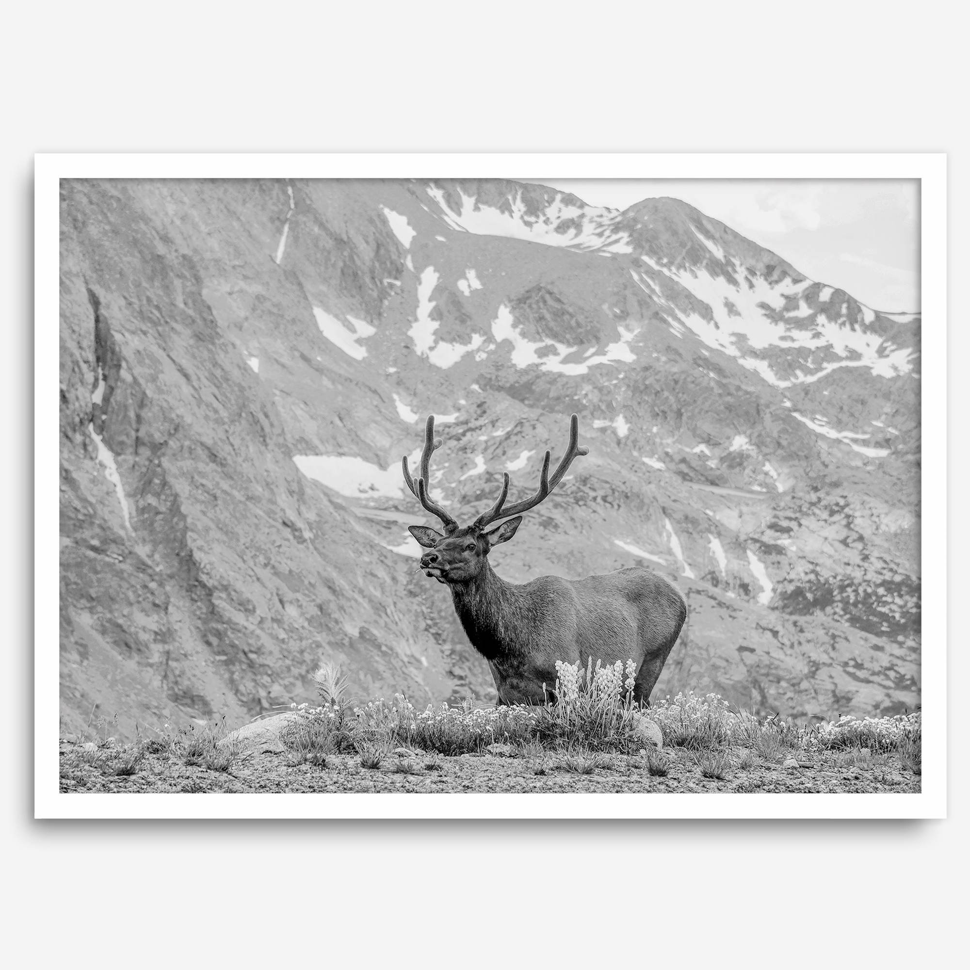 Capture the spirit of Rocky Mountain National Park with this black and white fine art Elk photo print. A majestic Elk stands on top of a bed of flowers with a snow-covered mountain behind it.