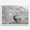 Capture the spirit of Rocky Mountain National Park with this black and white fine art Elk photo print. A majestic Elk stands on top of a bed of flowers with a snow-covered mountain behind it.