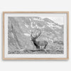 Capture the spirit of Rocky Mountain National Park with this black and white fine art Elk photo print. A majestic Elk stands on top of a bed of flowers with a snow-covered mountain behind it.