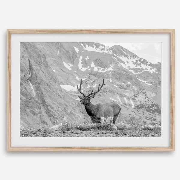 Capture the spirit of Rocky Mountain National Park with this black and white fine art Elk photo print. A majestic Elk stands on top of a bed of flowers with a snow-covered mountain behind it.