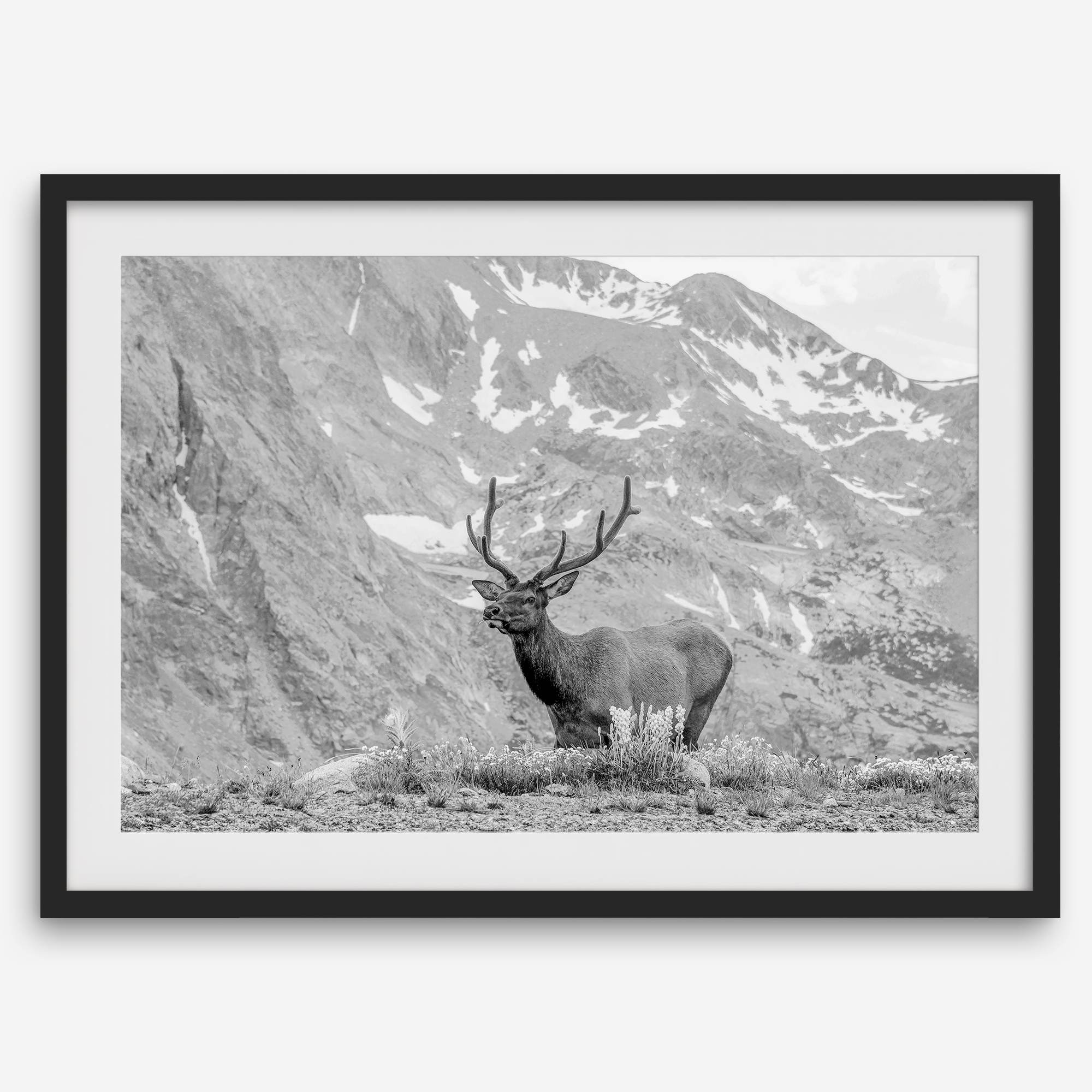 Capture the spirit of Rocky Mountain National Park with this black and white fine art Elk photo print. A majestic Elk stands on top of a bed of flowers with a snow-covered mountain behind it.