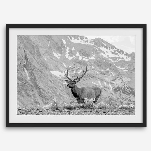 Capture the spirit of Rocky Mountain National Park with this black and white fine art Elk photo print. A majestic Elk stands on top of a bed of flowers with a snow-covered mountain behind it.