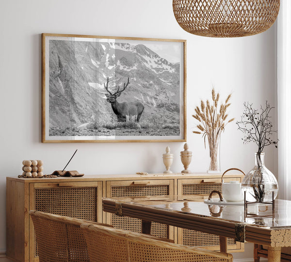 Capture the spirit of Rocky Mountain National Park with this black and white fine art Elk photo print. A majestic Elk stands on top of a bed of flowers with a snow-covered mountain behind it.