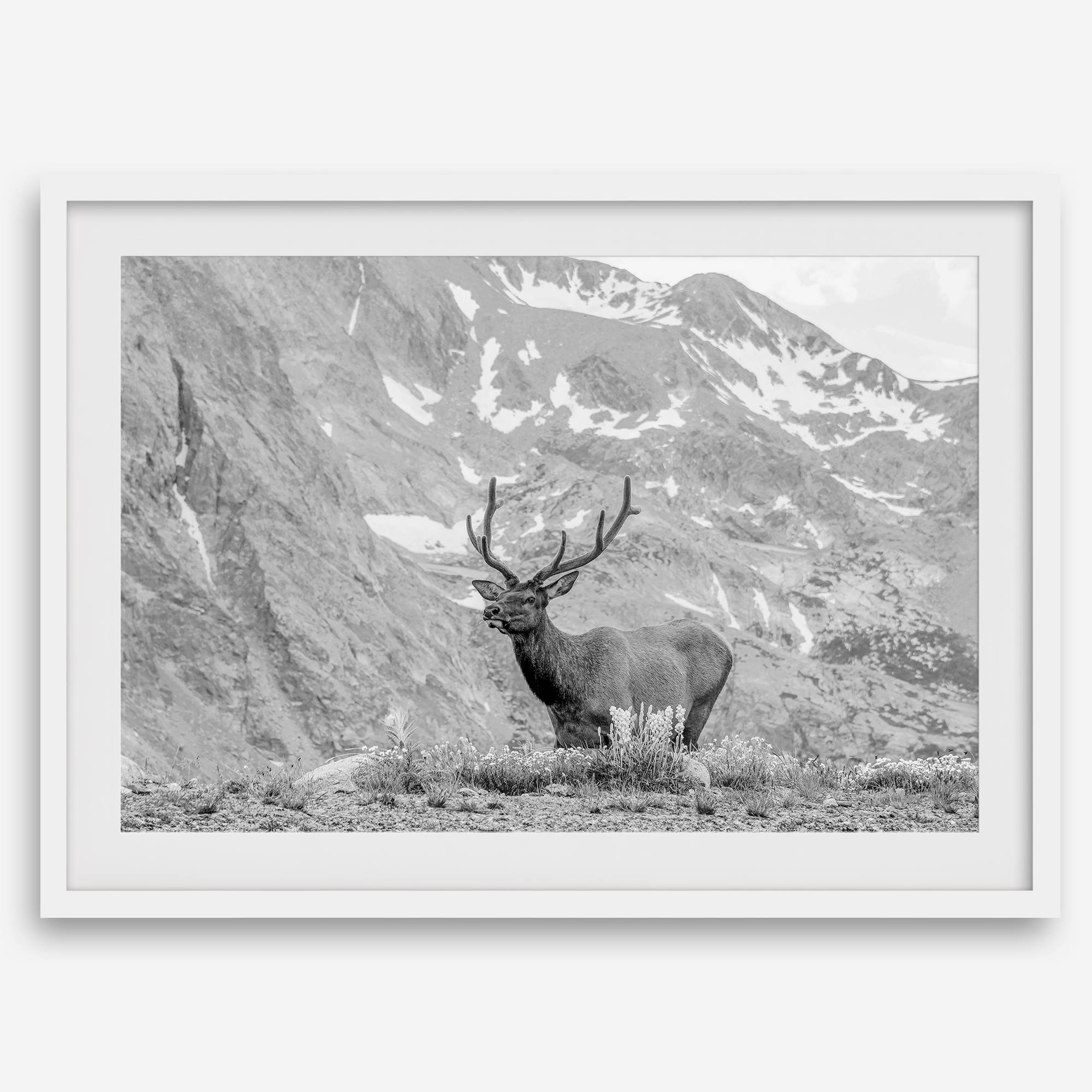Capture the spirit of Rocky Mountain National Park with this black and white fine art Elk photo print. A majestic Elk stands on top of a bed of flowers with a snow-covered mountain behind it.