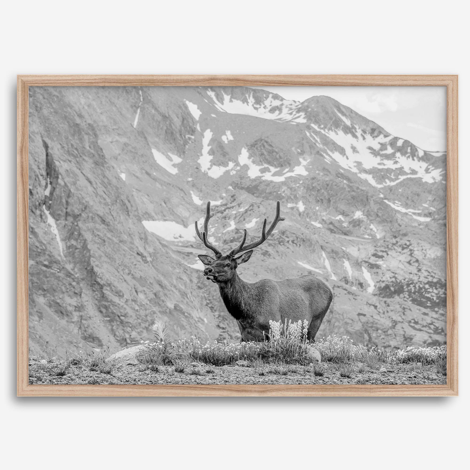 Capture the spirit of Rocky Mountain National Park with this black and white fine art Elk photo print. A majestic Elk stands on top of a bed of flowers with a snow-covered mountain behind it.