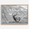 Capture the spirit of Rocky Mountain National Park with this black and white fine art Elk photo print. A majestic Elk stands on top of a bed of flowers with a snow-covered mountain behind it.