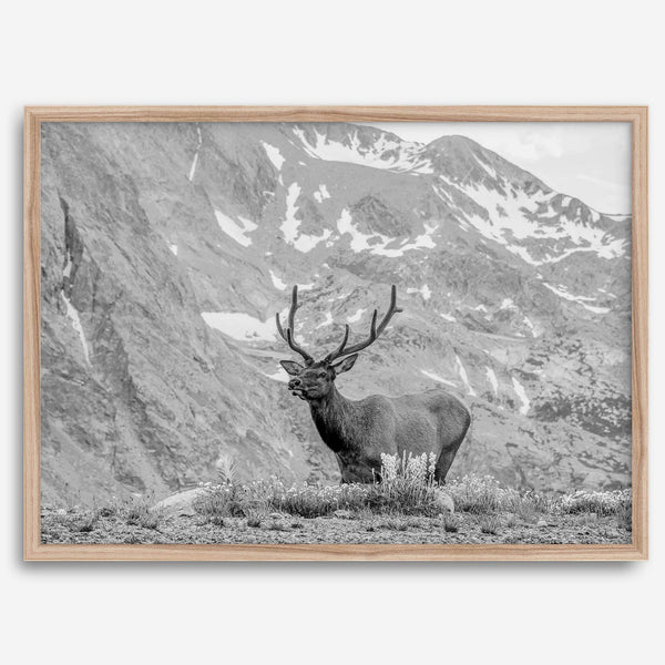 Capture the spirit of Rocky Mountain National Park with this black and white fine art Elk photo print. A majestic Elk stands on top of a bed of flowers with a snow-covered mountain behind it.