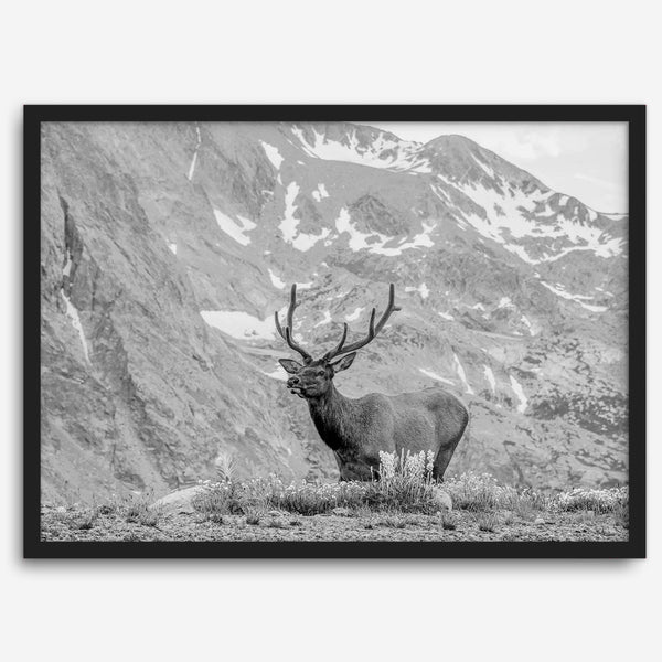 Capture the spirit of Rocky Mountain National Park with this black and white fine art Elk photo print. A majestic Elk stands on top of a bed of flowers with a snow-covered mountain behind it.