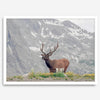 Fine Art Elk Print - Rocky Mountain Wall Art, Colorado Wildlife Photography, Framed Deer Wall Decor, Nature Wall Art for Home Decor