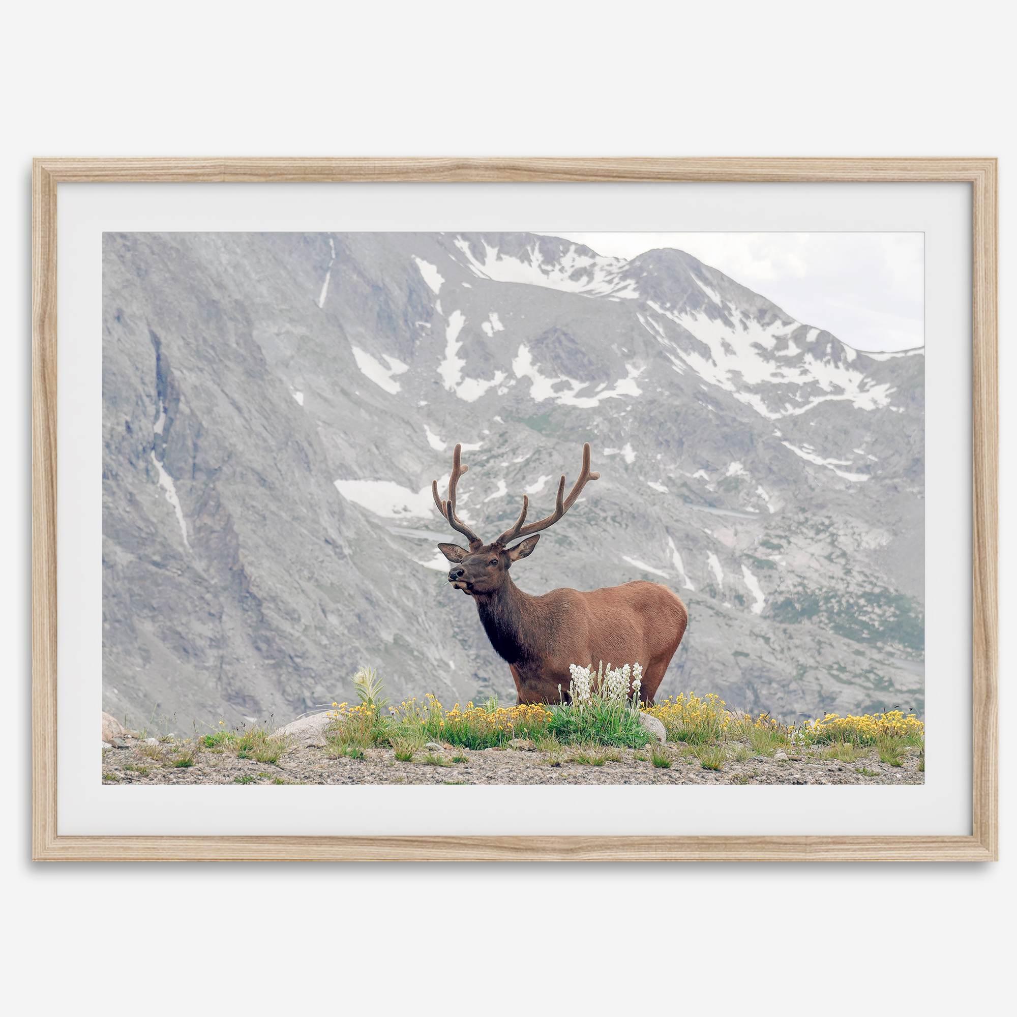 Fine Art Elk Print - Rocky Mountain Wall Art, Colorado Wildlife Photography, Framed Deer Wall Decor, Nature Wall Art for Home Decor