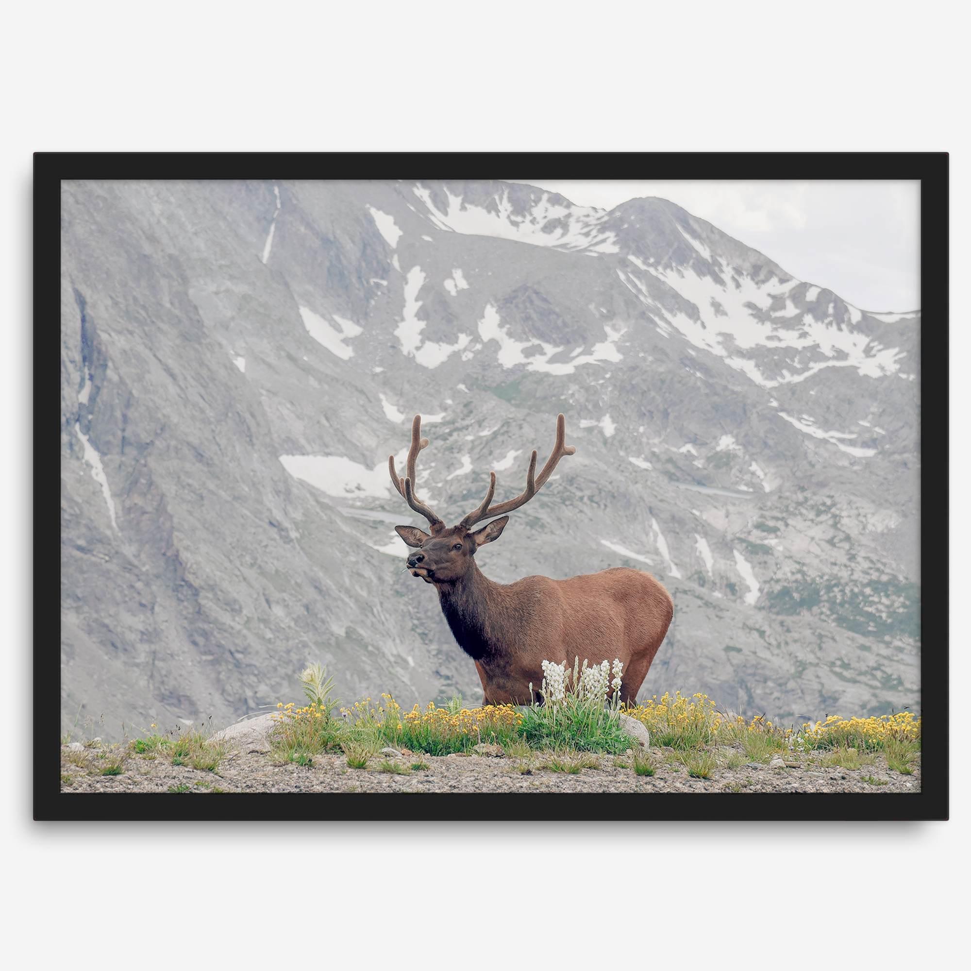 Fine Art Elk Print - Rocky Mountain Wall Art, Colorado Wildlife Photography, Framed Deer Wall Decor, Nature Wall Art for Home Decor