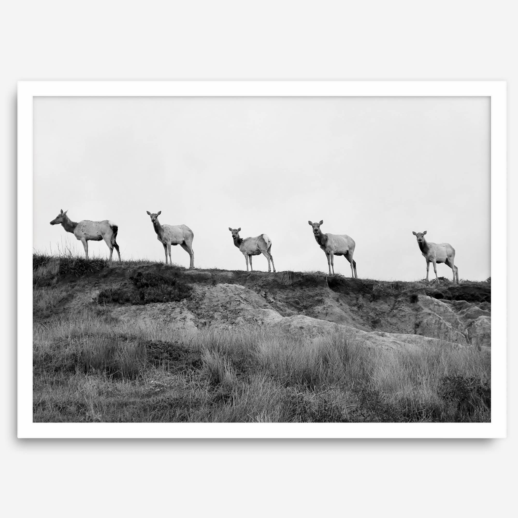 A black and white framed or unframed nature fine art photography print showing a family of coastal elks walking in a line on a ridge in Point Reyes, California. The composition forms a minimalist aesthetic print that will be a conversation starter.
