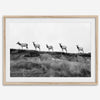 A black and white framed or unframed nature fine art photography print showing a family of coastal elks walking in a line on a ridge in Point Reyes, California. The composition forms a minimalist aesthetic print that will be a conversation starter.