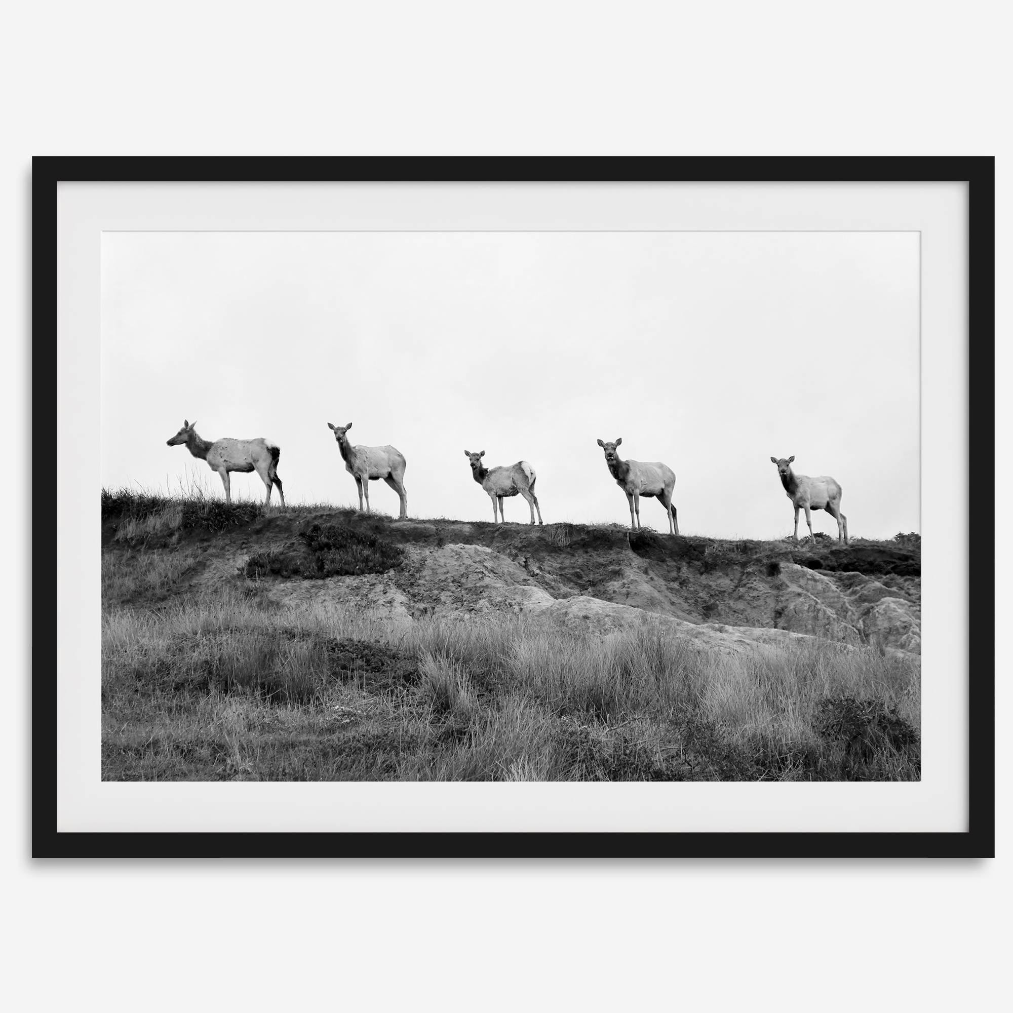 A black and white framed or unframed nature fine art photography print showing a family of coastal elks walking in a line on a ridge in Point Reyes, California. The composition forms a minimalist aesthetic print that will be a conversation starter.
