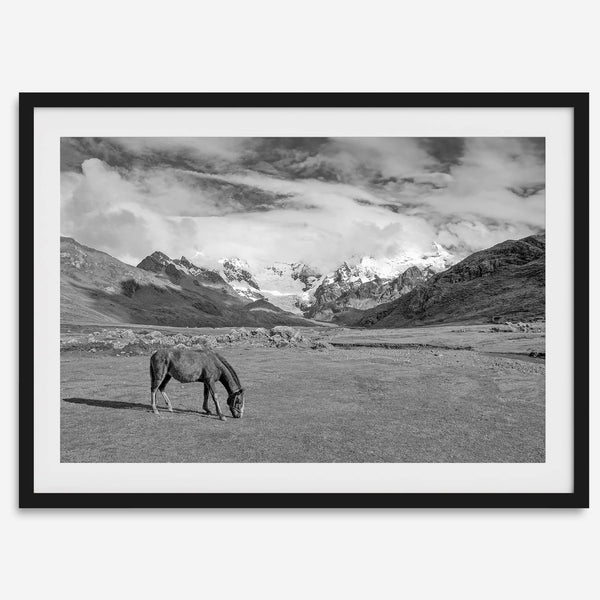 A black and white mountain horse fine art print that can come framed on unframed and was taken in Peru. This mountain wall art showcases snow-covered mountains in Peru and a charming horse grazing relaxingly in the forefront of the picture.