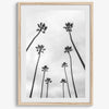 Palm Tree Wall Art - Wow Photo Art