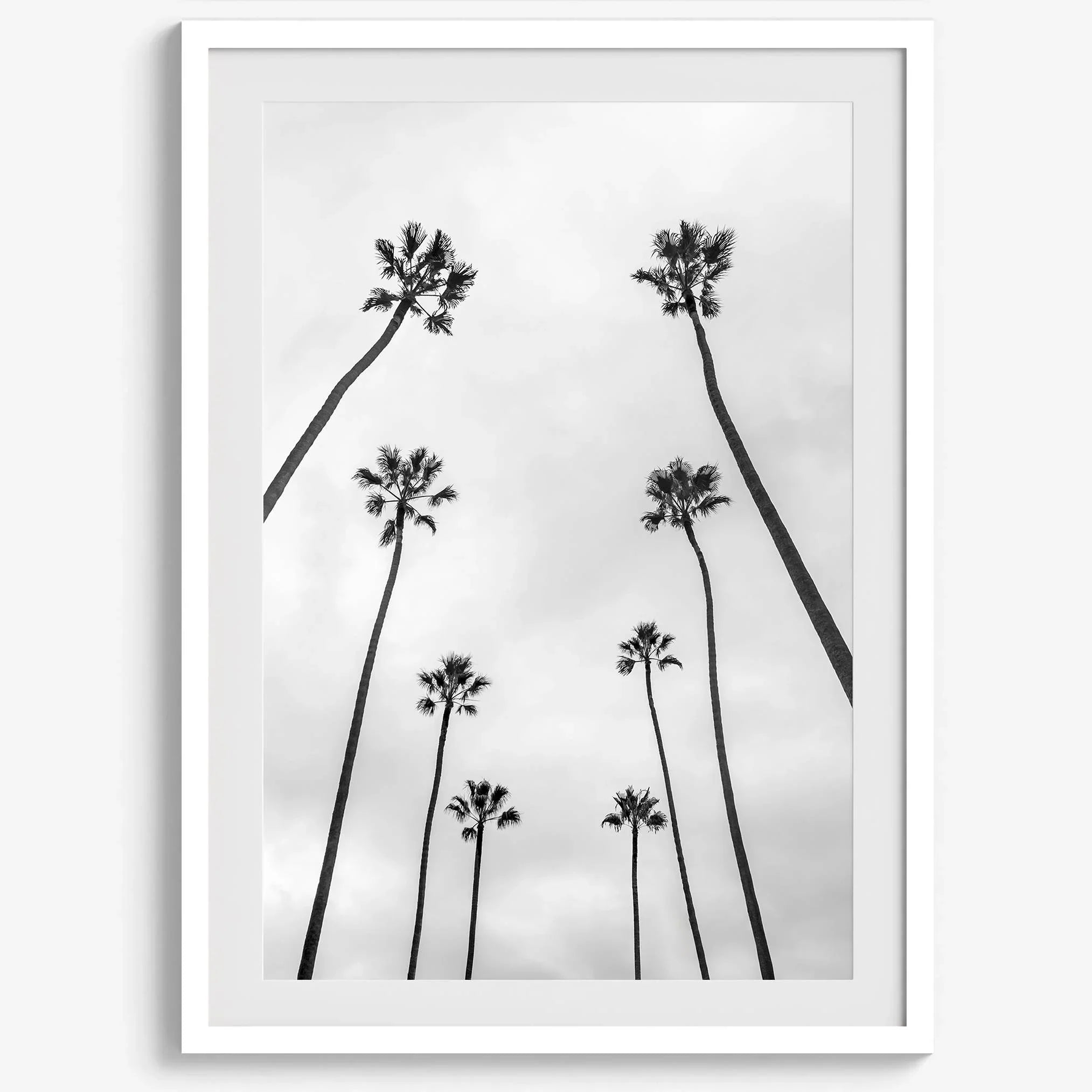 Palm Tree Wall Art - Wow Photo Art