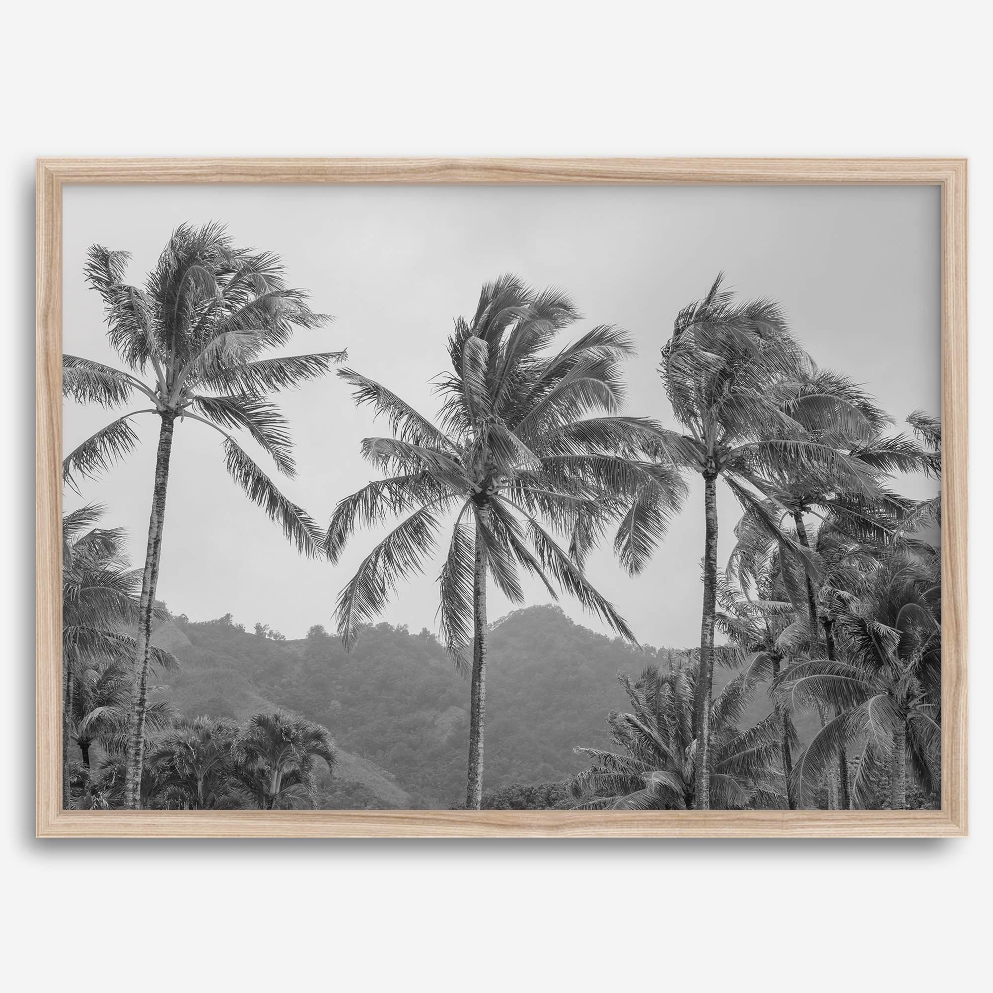 Black and white fine art photography print of towering palm trees silhouetted against tropical mountains. The scene captures the dramatic beauty of Tunnels Beach, Kauai, Hawaii.