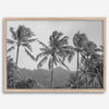 Black and white fine art photography print of towering palm trees silhouetted against tropical mountains. The scene captures the dramatic beauty of Tunnels Beach, Kauai, Hawaii.