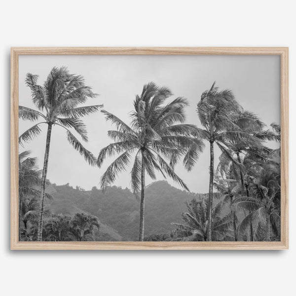 Black and white fine art photography print of towering palm trees silhouetted against tropical mountains. The scene captures the dramatic beauty of Tunnels Beach, Kauai, Hawaii.