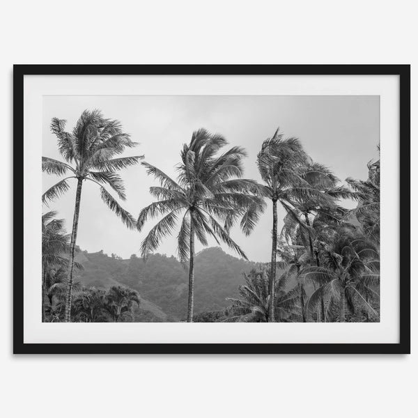 Black and white fine art photography print of towering palm trees silhouetted against tropical mountains. The scene captures the dramatic beauty of Tunnels Beach, Kauai, Hawaii.