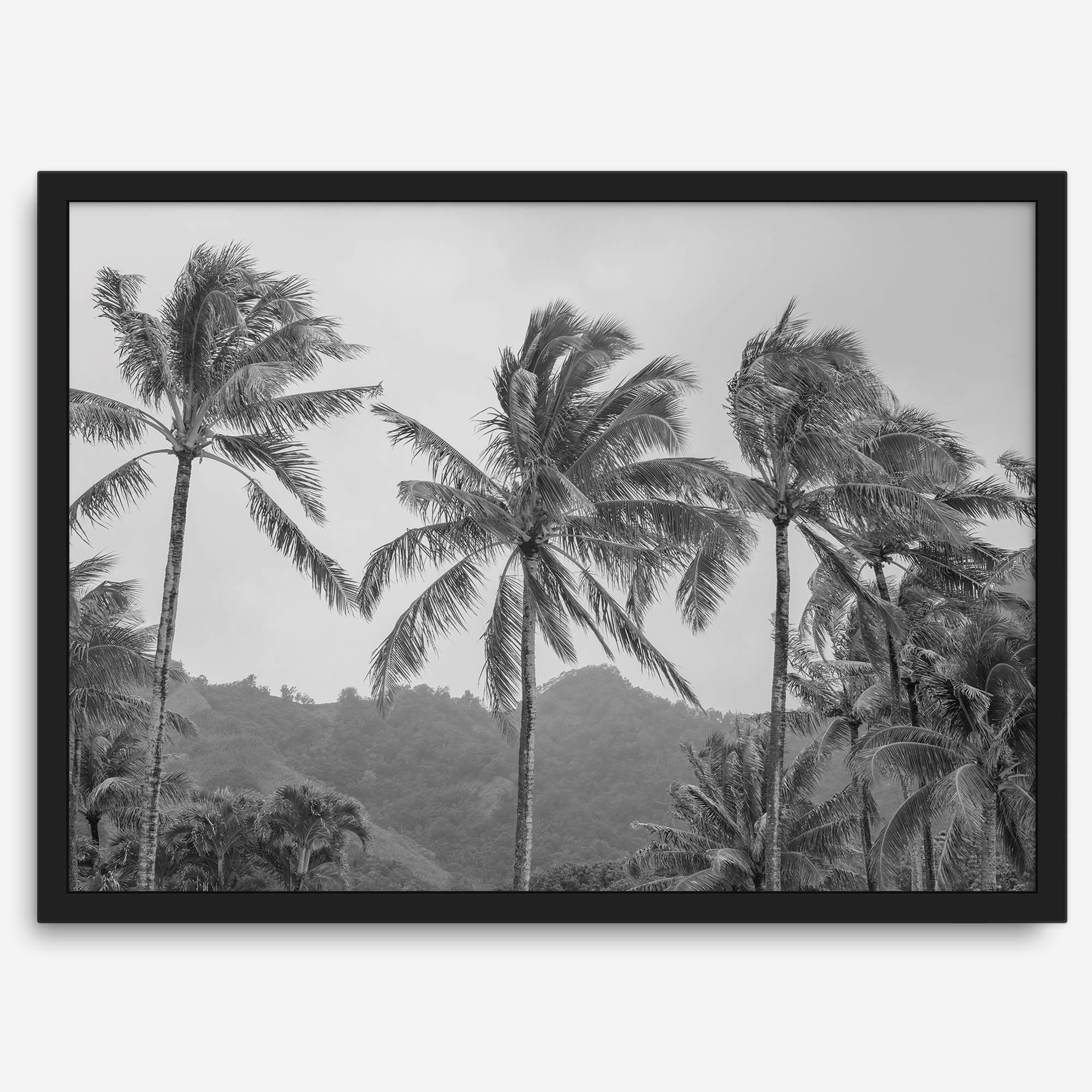 Black and white fine art photography print of towering palm trees silhouetted against tropical mountains. The scene captures the dramatic beauty of Tunnels Beach, Kauai, Hawaii.