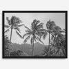 Black and white fine art photography print of towering palm trees silhouetted against tropical mountains. The scene captures the dramatic beauty of Tunnels Beach, Kauai, Hawaii.