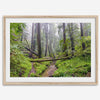 Lush green forest scene with tall redwoods and a small stream in Portola Redwoods State Park – fine art nature print