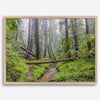 Redwoods Sanctuary