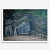 Cypress tree forest path in Seal Cove, California with misty light and rustic wooden fence