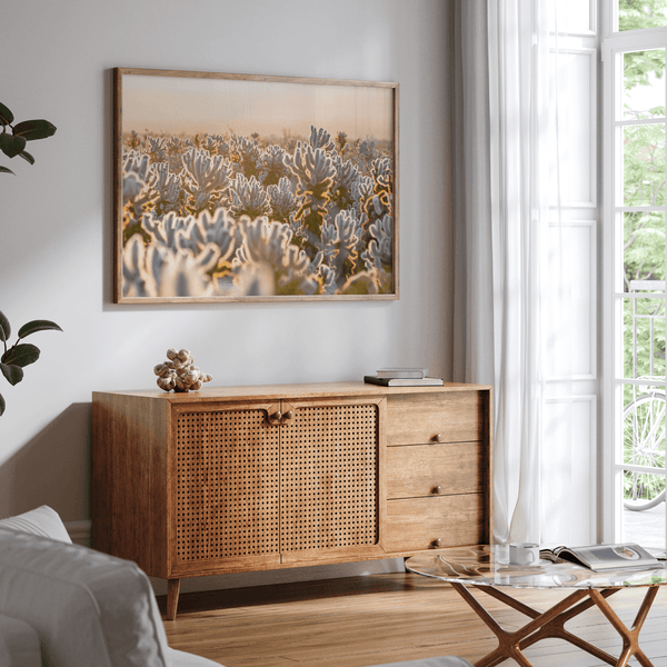 Sunset Cholla Cactus Garden fine art print from Joshua Tree National Park, featuring glowing cacti in golden light.