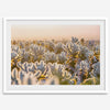 Sunset Cholla Cactus Garden fine art print from Joshua Tree National Park, featuring glowing cacti in golden light.