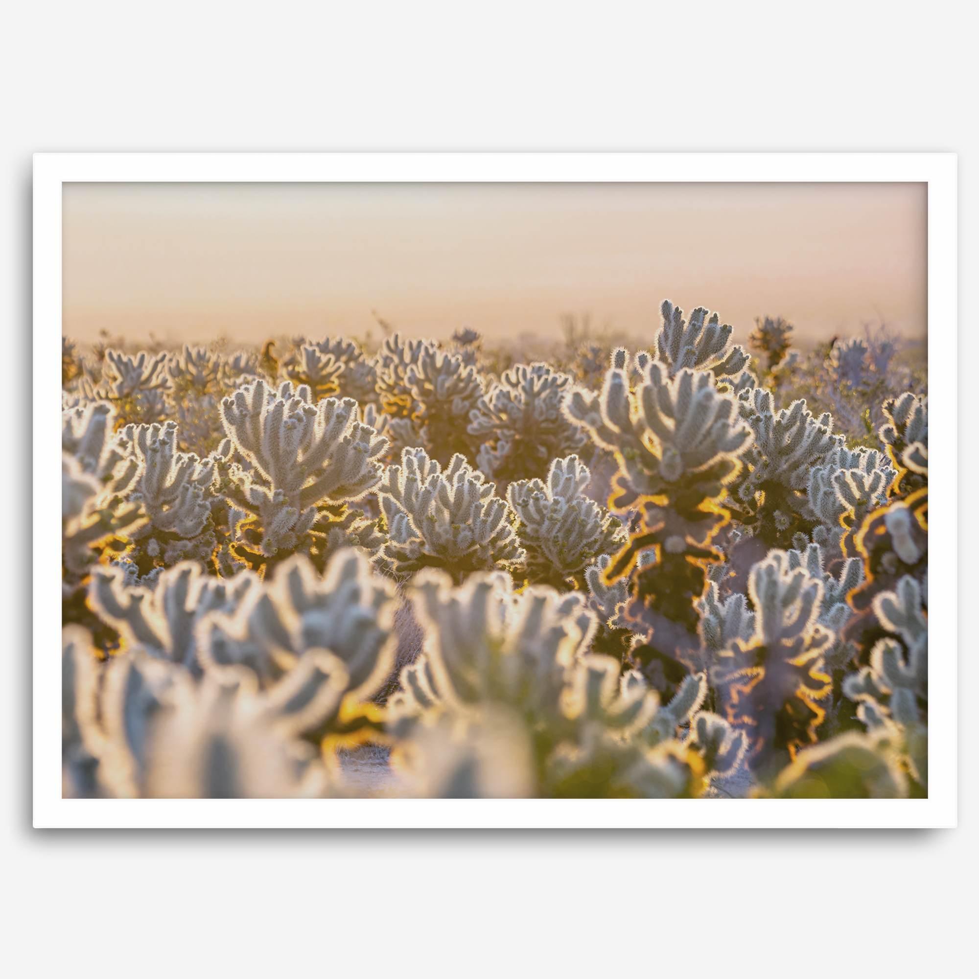 Sunset Cholla Cactus Garden fine art print from Joshua Tree National Park, featuring glowing cacti in golden light.
