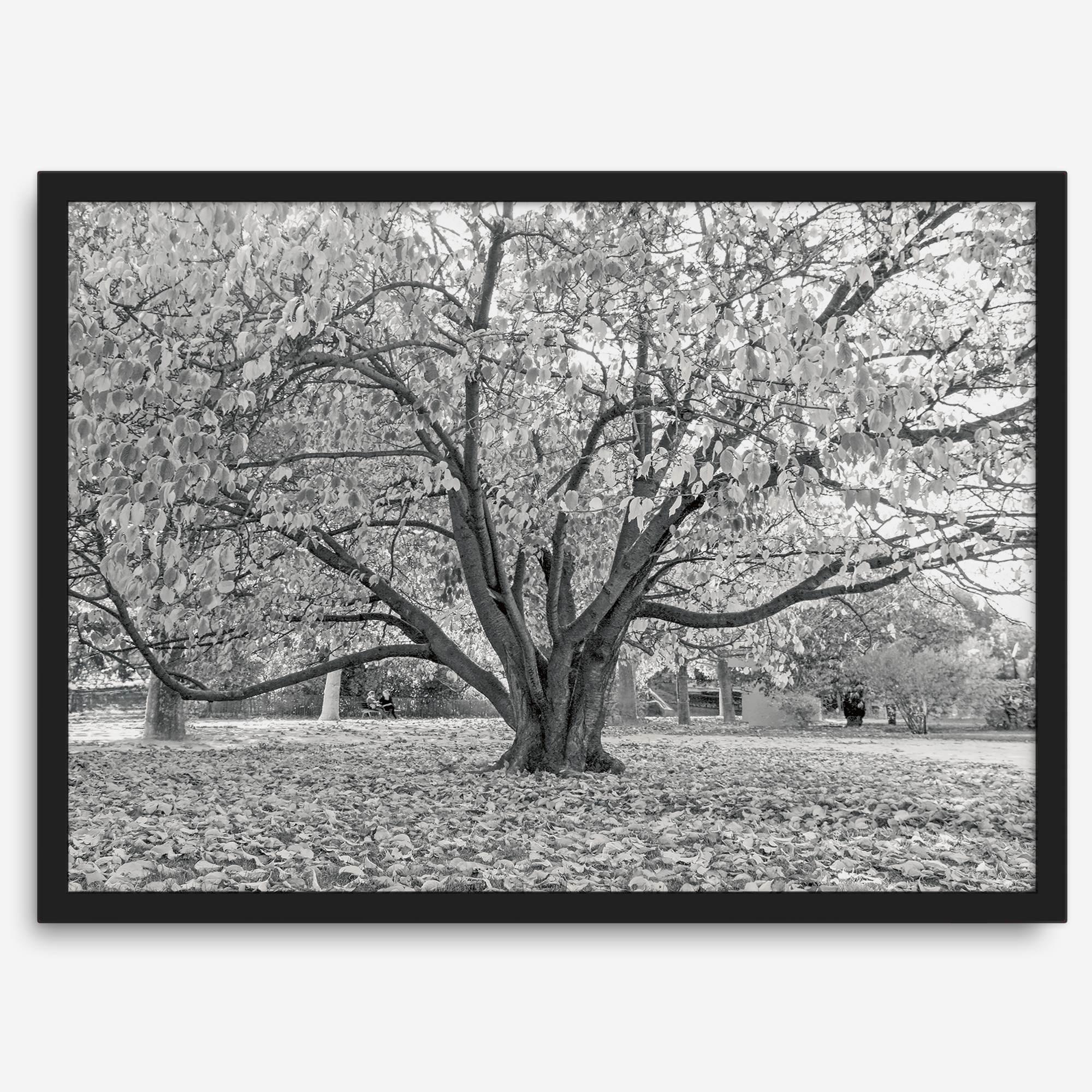 A framed or unframed fall print of a huge magical tree in Paris. This stunning Parisian tree wall art captures the serene beauty of the Parisian gardens in Autumn.