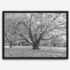 A framed or unframed fall print of a huge magical tree in Paris. This stunning Parisian tree wall art captures the serene beauty of the Parisian gardens in Autumn.