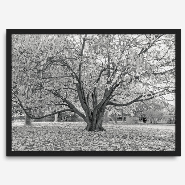 A framed or unframed fall print of a huge magical tree in Paris. This stunning Parisian tree wall art captures the serene beauty of the Parisian gardens in Autumn.