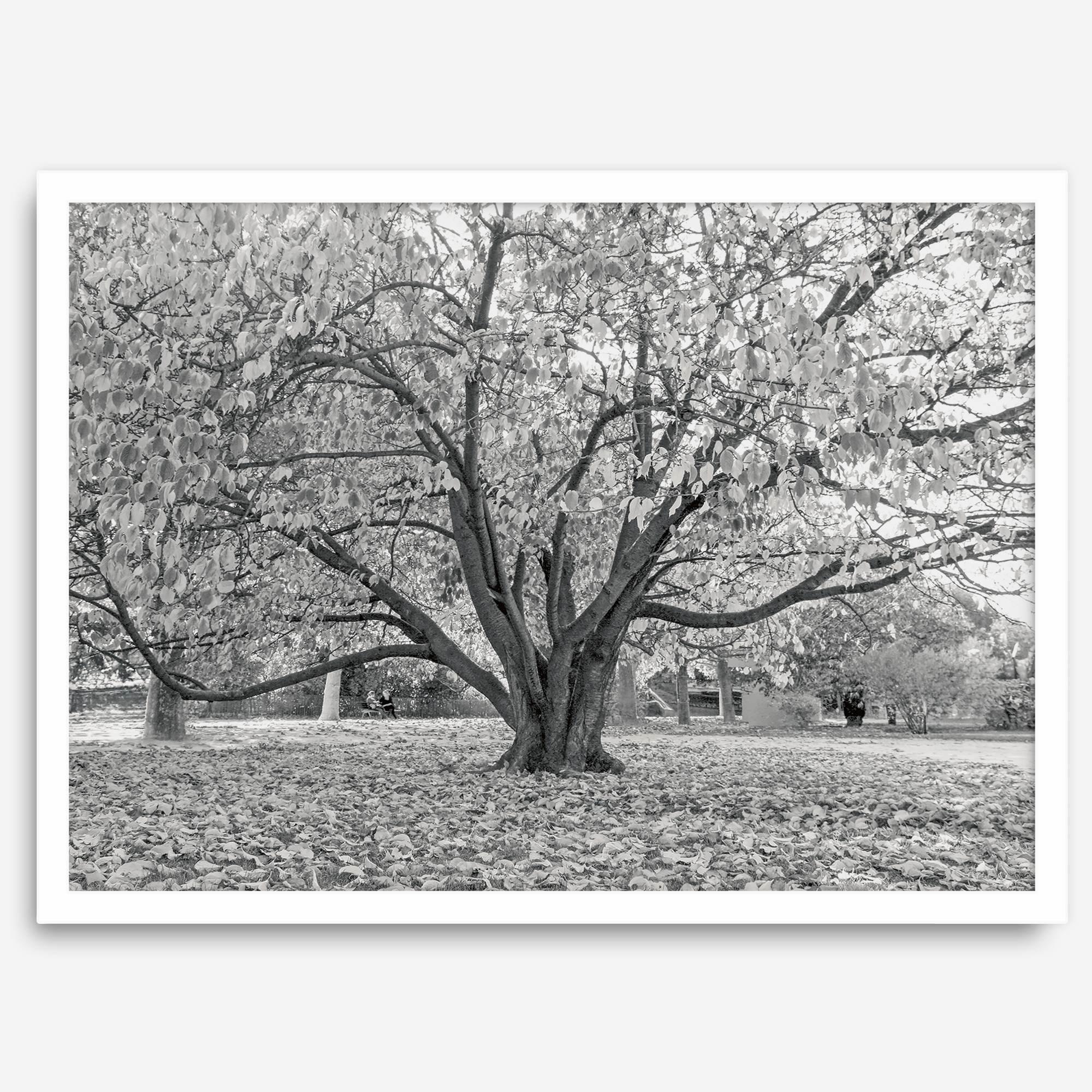 A framed or unframed fall print of a huge magical tree in Paris. This stunning Parisian tree wall art captures the serene beauty of the Parisian gardens in Autumn.