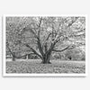 A framed or unframed fall print of a huge magical tree in Paris. This stunning Parisian tree wall art captures the serene beauty of the Parisian gardens in Autumn.