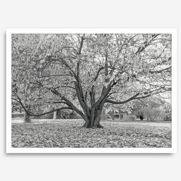 A framed or unframed fall print of a huge magical tree in Paris. This stunning Parisian tree wall art captures the serene beauty of the Parisian gardens in Autumn.
