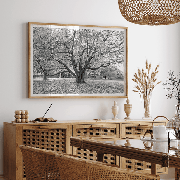 A framed or unframed fall print of a huge magical tree in Paris. This stunning Parisian tree wall art captures the serene beauty of the Parisian gardens in Autumn.