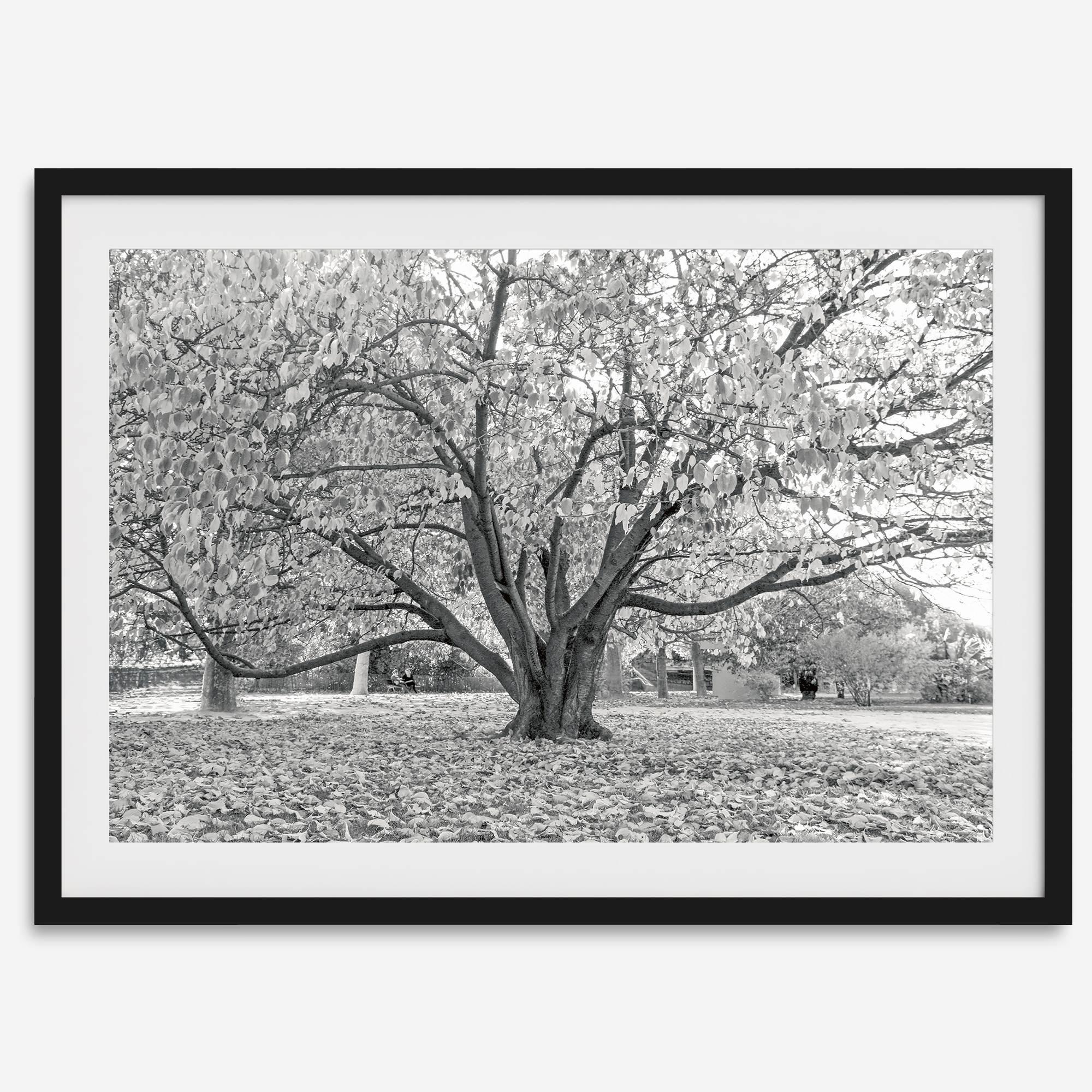 A framed or unframed fall print of a huge magical tree in Paris. This stunning Parisian tree wall art captures the serene beauty of the Parisian gardens in Autumn.