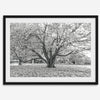 A framed or unframed fall print of a huge magical tree in Paris. This stunning Parisian tree wall art captures the serene beauty of the Parisian gardens in Autumn.