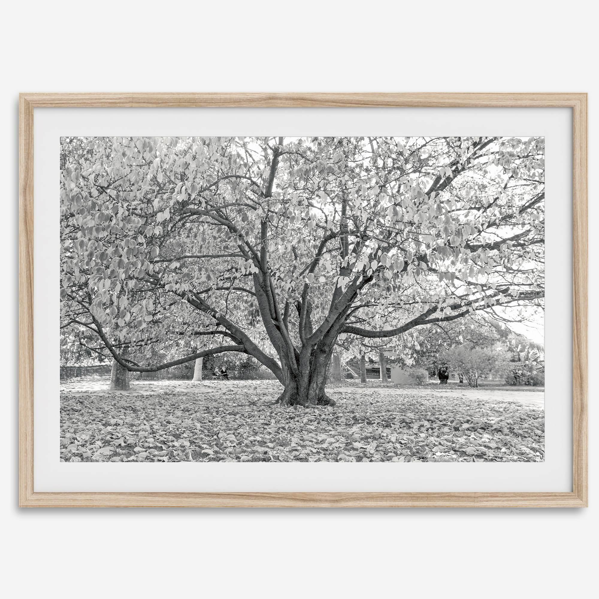 A framed or unframed fall print of a huge magical tree in Paris. This stunning Parisian tree wall art captures the serene beauty of the Parisian gardens in Autumn.