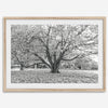 A framed or unframed fall print of a huge magical tree in Paris. This stunning Parisian tree wall art captures the serene beauty of the Parisian gardens in Autumn.