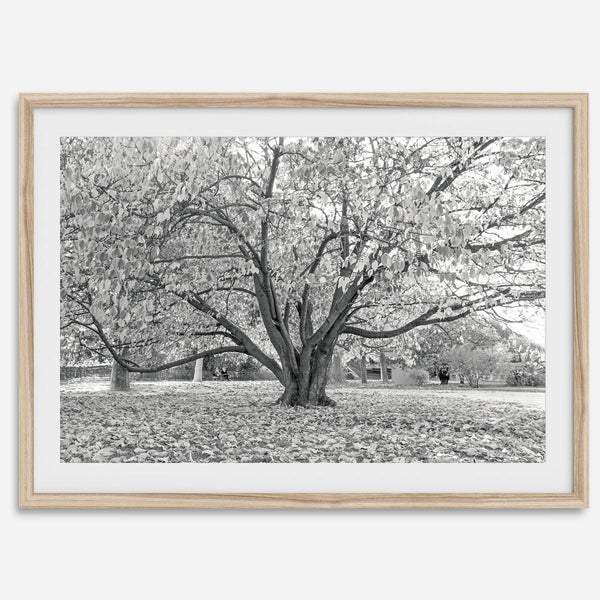 A framed or unframed fall print of a huge magical tree in Paris. This stunning Parisian tree wall art captures the serene beauty of the Parisian gardens in Autumn.