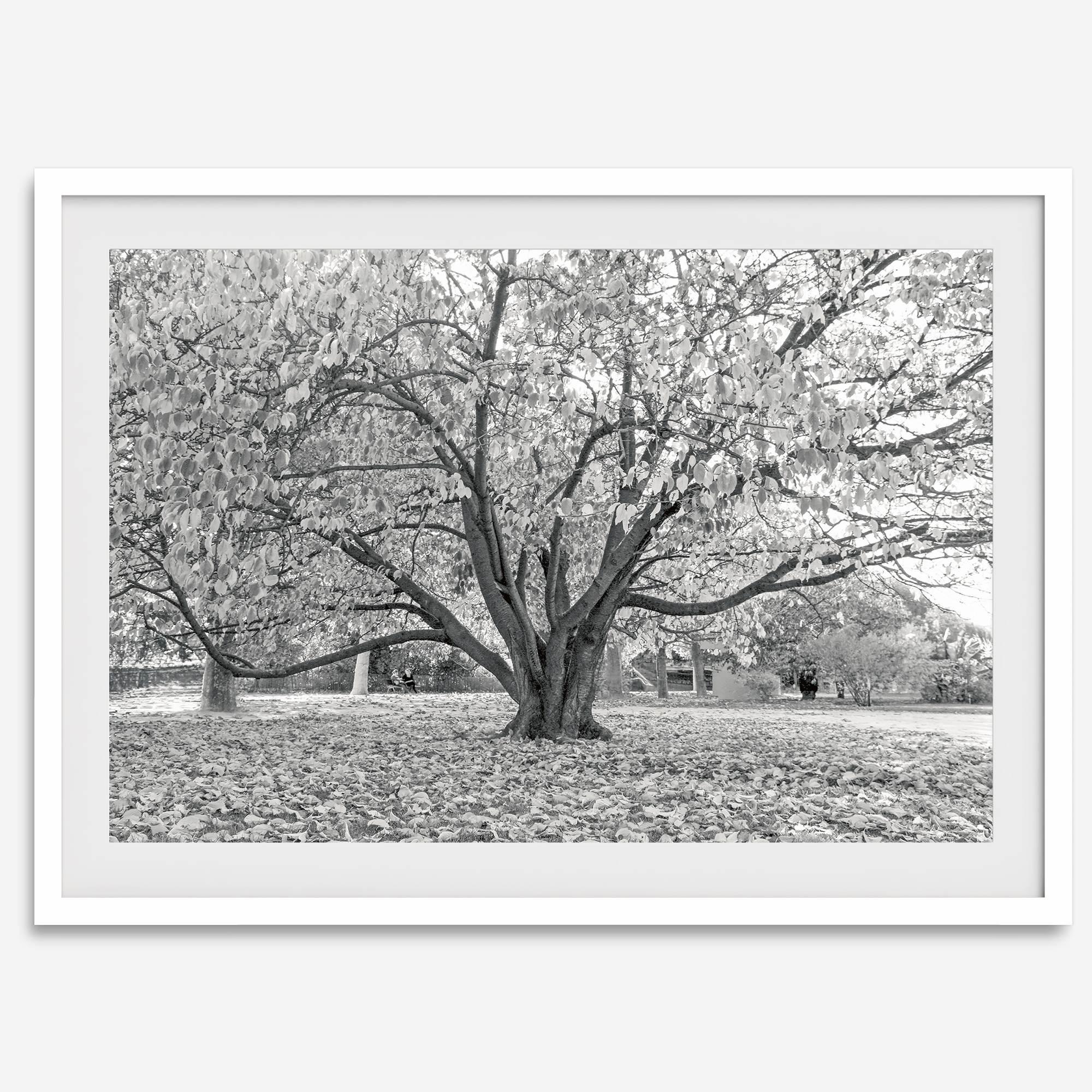 A framed or unframed fall print of a huge magical tree in Paris. This stunning Parisian tree wall art captures the serene beauty of the Parisian gardens in Autumn.