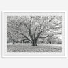 A framed or unframed fall print of a huge magical tree in Paris. This stunning Parisian tree wall art captures the serene beauty of the Parisian gardens in Autumn.