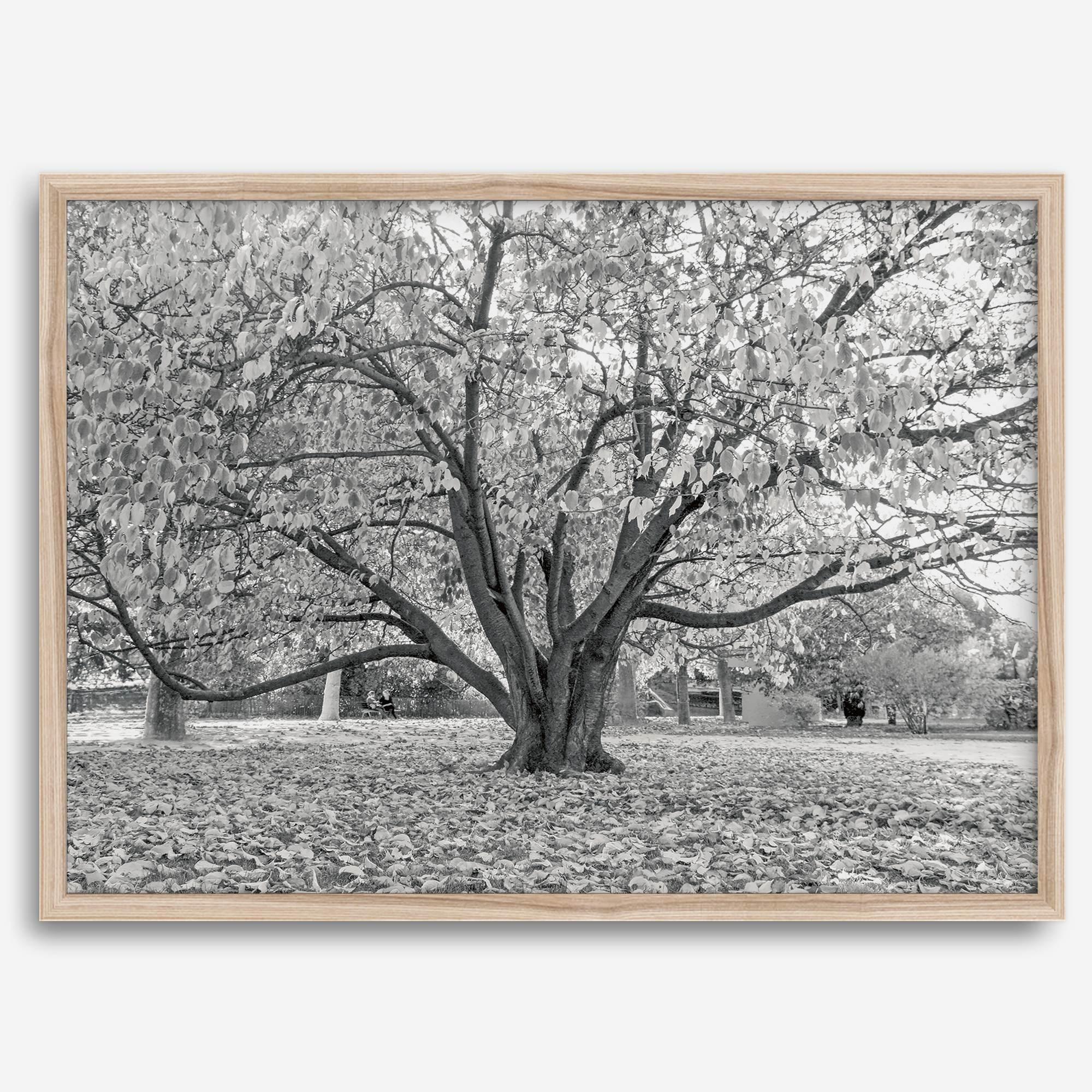 A framed or unframed fall print of a huge magical tree in Paris. This stunning Parisian tree wall art captures the serene beauty of the Parisian gardens in Autumn.