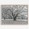 A framed or unframed fall print of a huge magical tree in Paris. This stunning Parisian tree wall art captures the serene beauty of the Parisian gardens in Autumn.